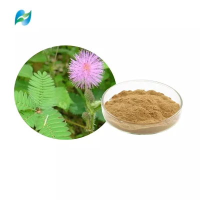 Mimosa Pudicae-Extrakt Sensitiveplat-Kräuterextrakt Mimosa-Extrakt